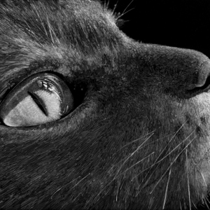 Andre Junget - Animals, Chalkboard, Children, Children's Book, Environmental, Line, Nature, Non-Fiction, Scratch Board, Wildlife